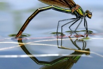 Vážky vyvíjajú rýchlosť až vyše 50 km/hod.