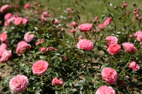 Arborétum Mlyňany, ruže