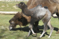 V bratislavskej zoo sa narodilo mláďa samičky ťavy dvojhrbej