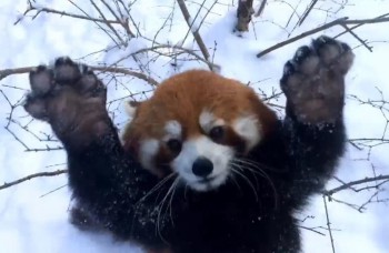 LIKE DŇA: Panda červená miluje sneh