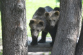 Vláda: Pre výskyt medveďa by sa mohla vyhlasovať mimoriadna situácia