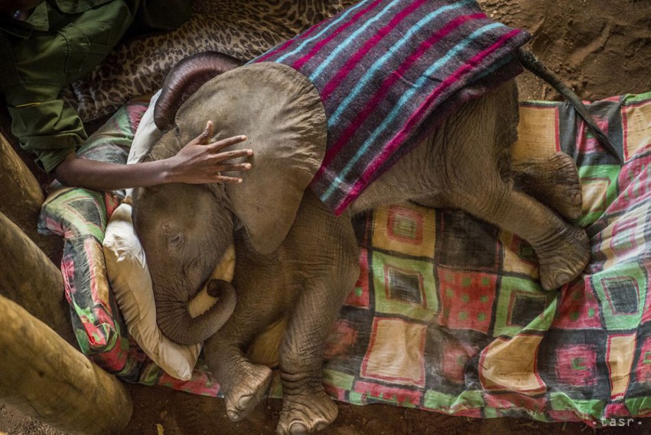 Snímka s názvom Bojovníci, ktorí sa predtým slonov báli, ich teraz chránia" od fotoreportérky Ami Vitale pre National Geographic, ktorá získala 1. miesto v kategórii Príroda (séria) v prestížnej súťaži World Press Photo, 12. apríla 2018. 